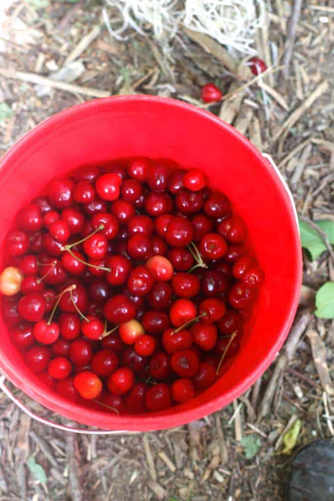 Cherry Picking Leona Valley bucket of cherries to be used in hand pies